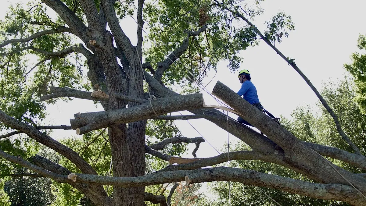 Professional Crown Thinning performed by certified arborists in Loyall